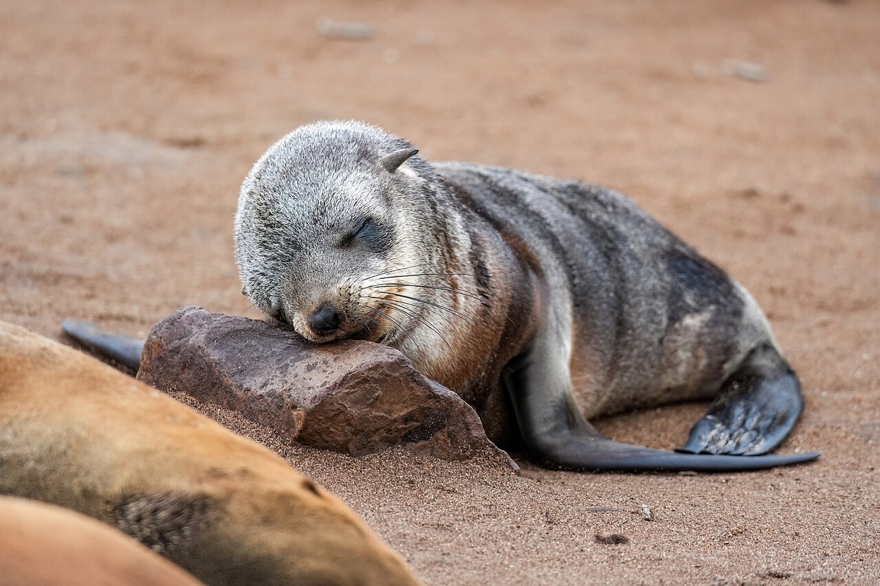 Sleep