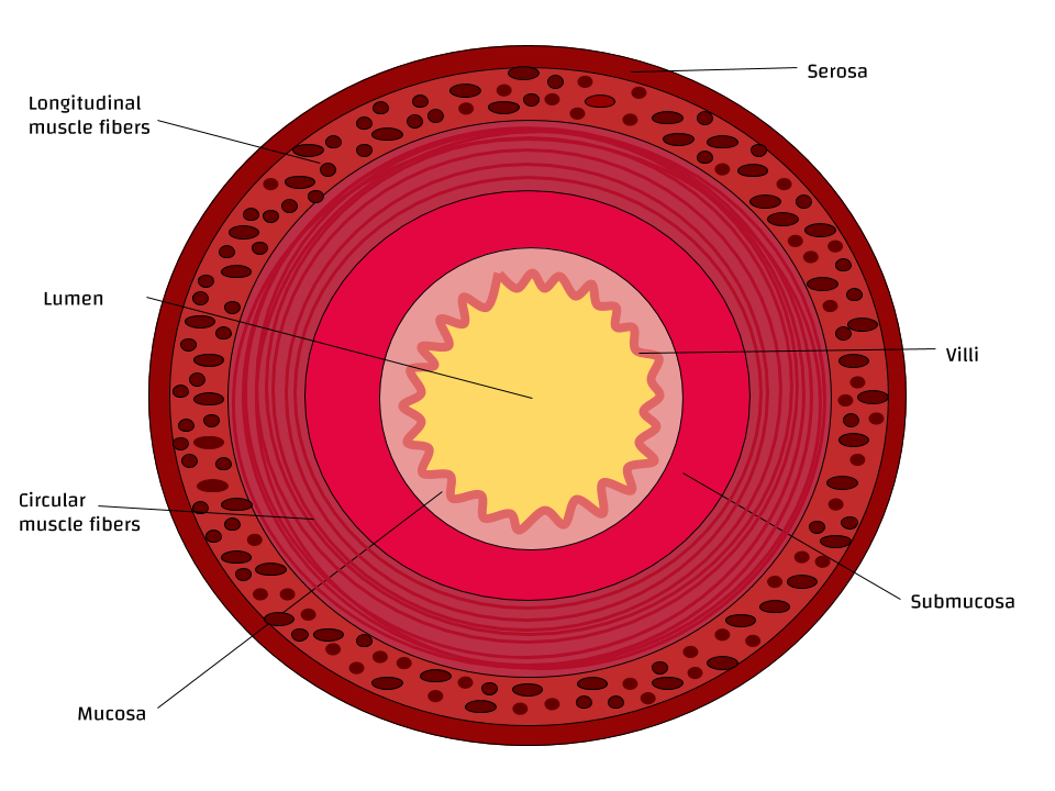 Small intestine