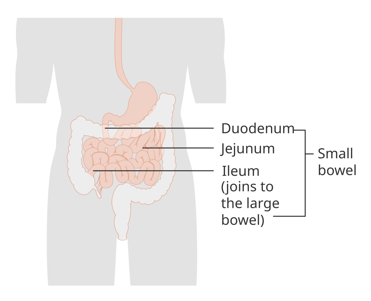 Small intestine