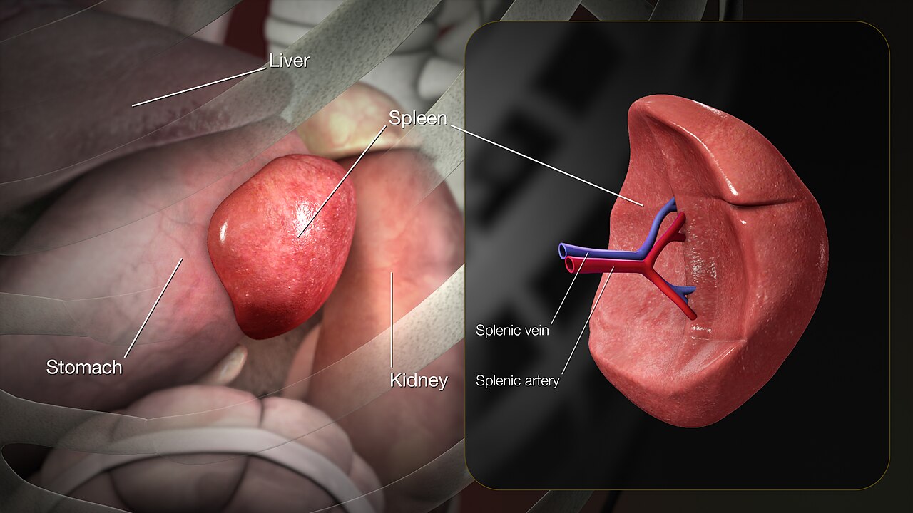 Spleen