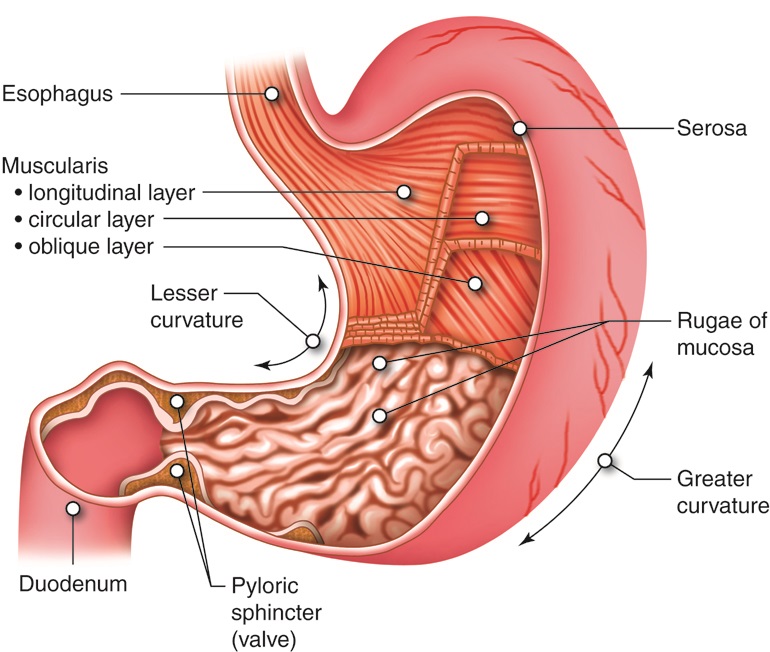 Stomach