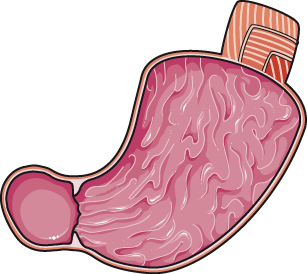 Stomach
