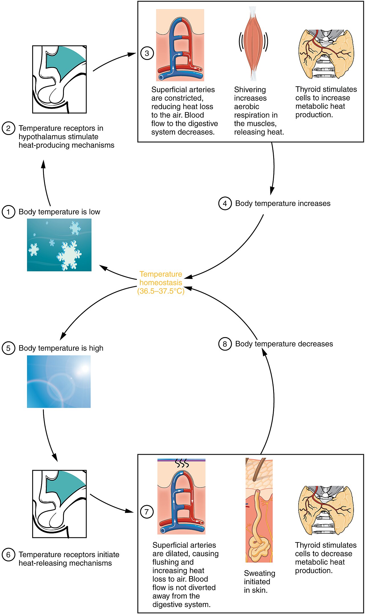 Thermoregulation