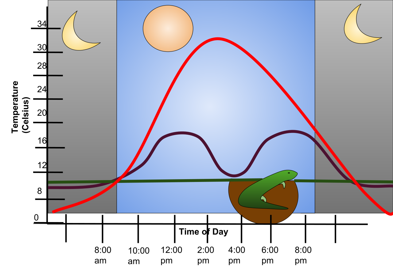 Thermoregulation