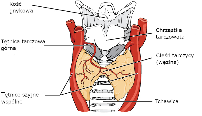 Thyroid