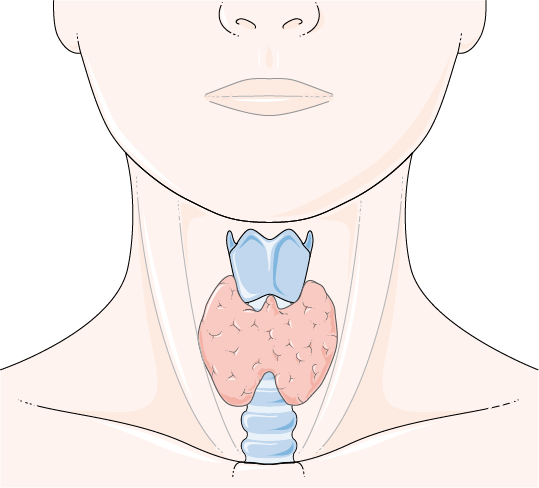 Thyroid