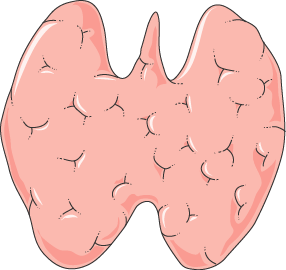 Thyroid