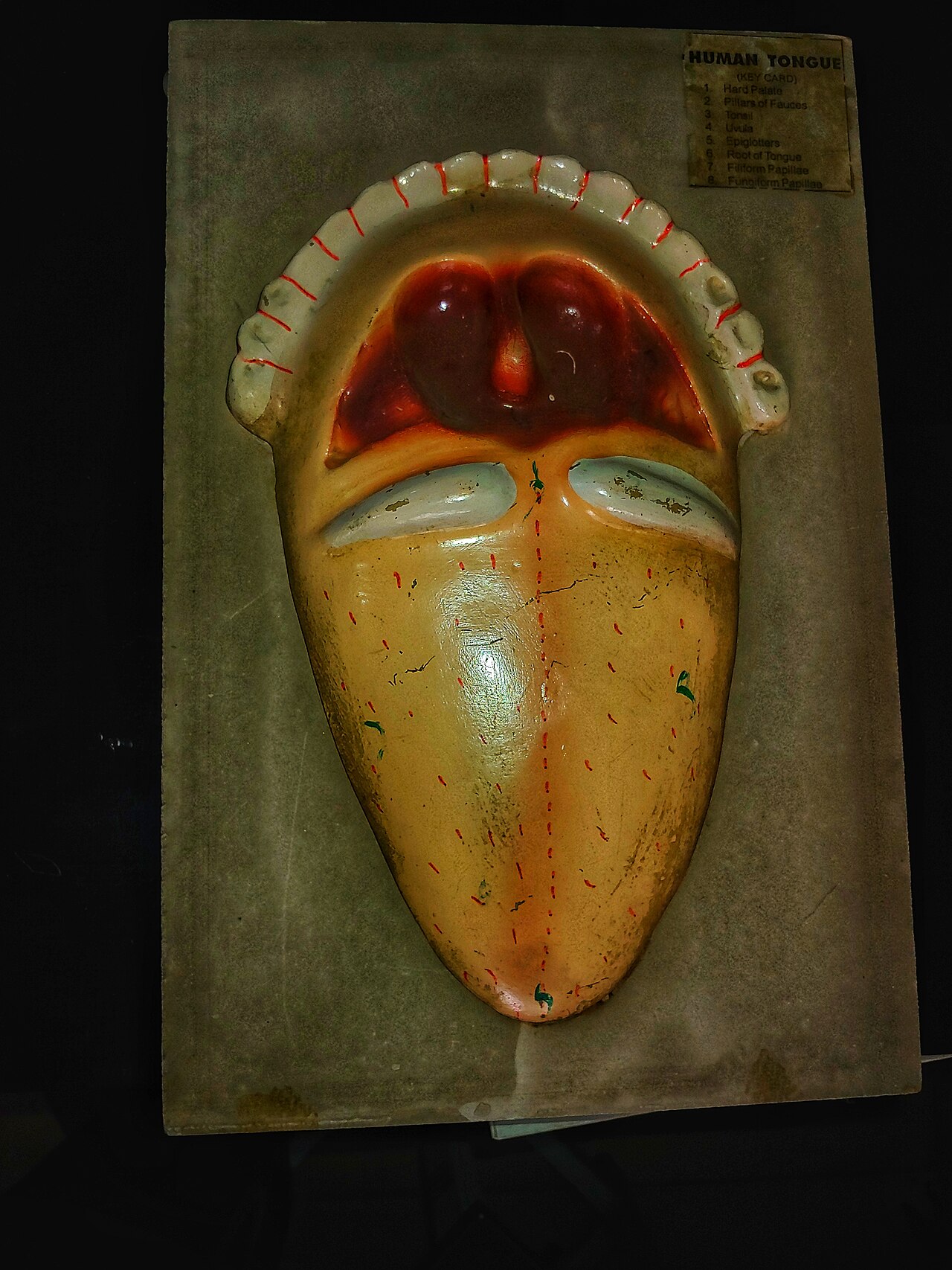 Tongue