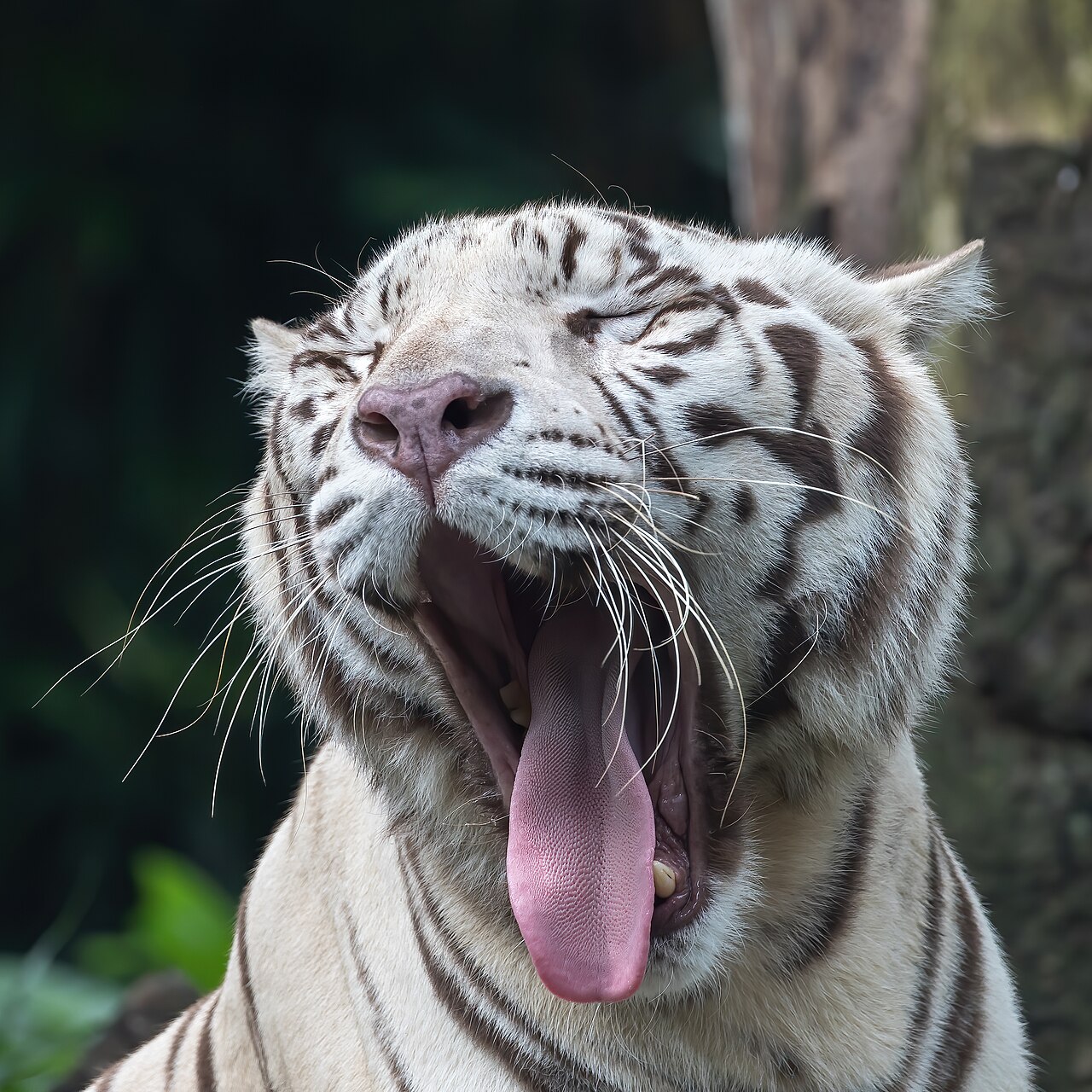 Tongue