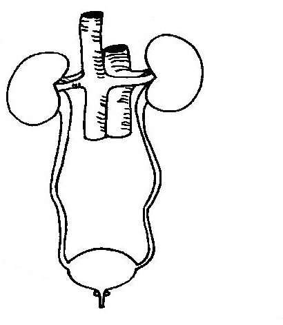 Urinary system