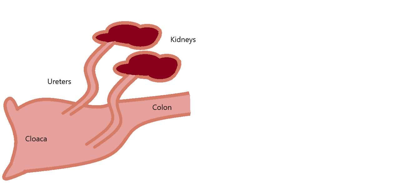 Urinary system