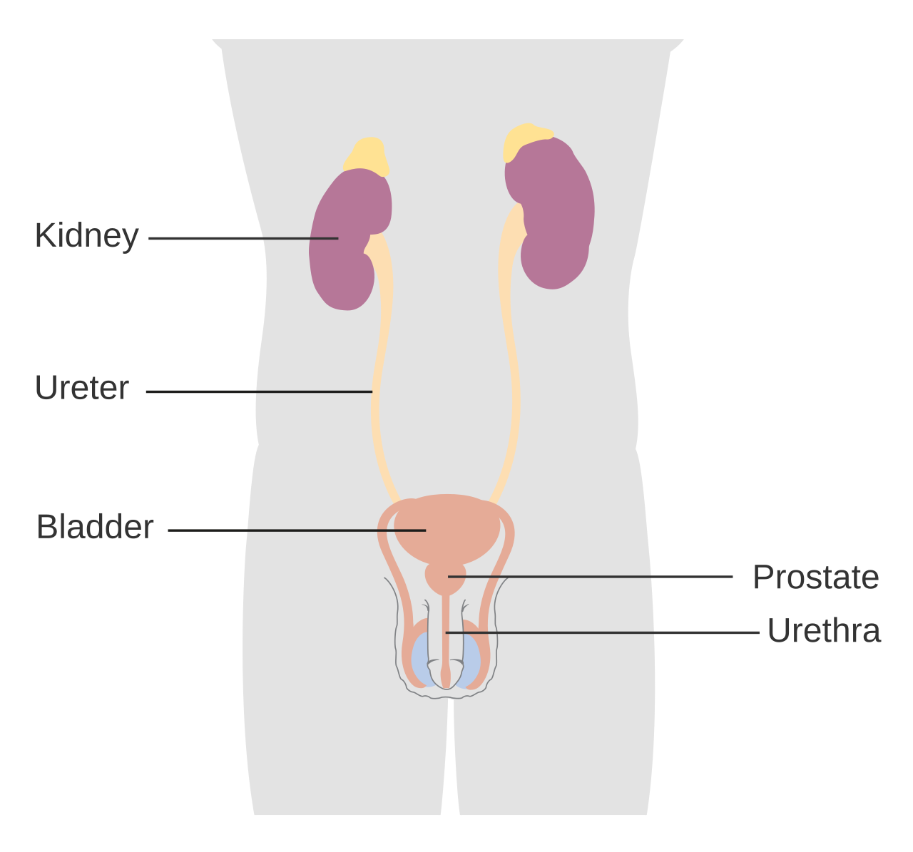 Urinary system