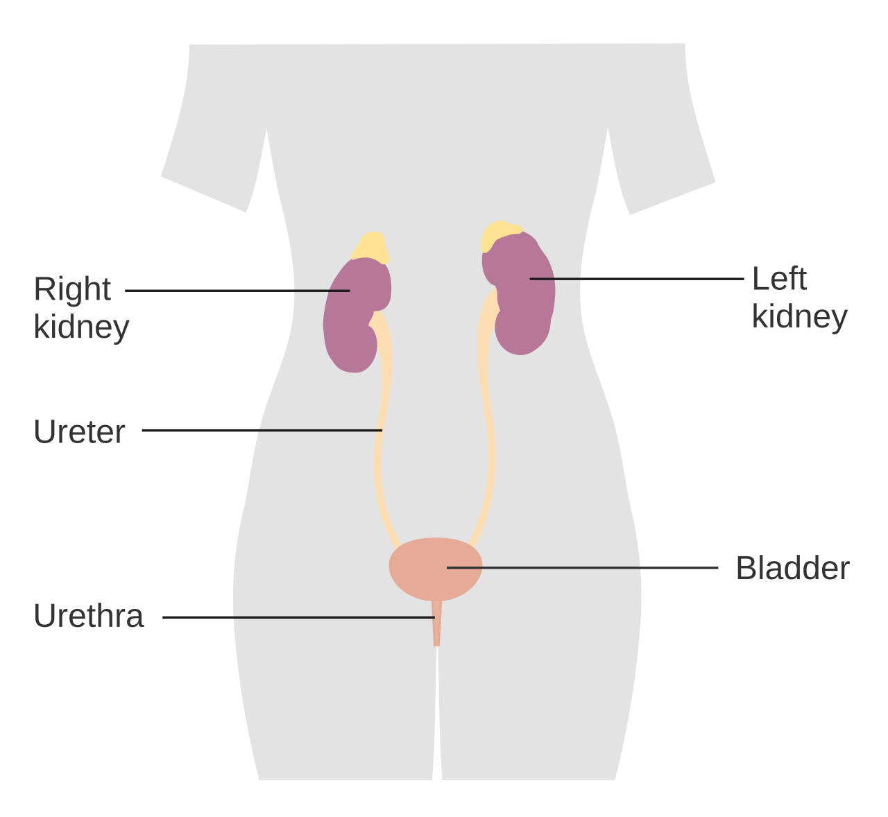Urinary system