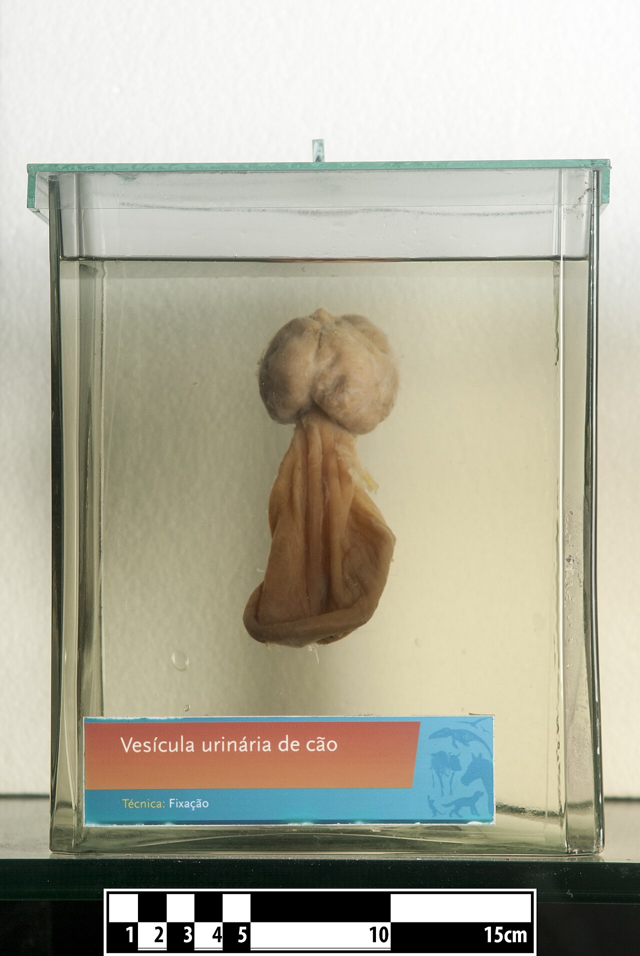 Urinary system