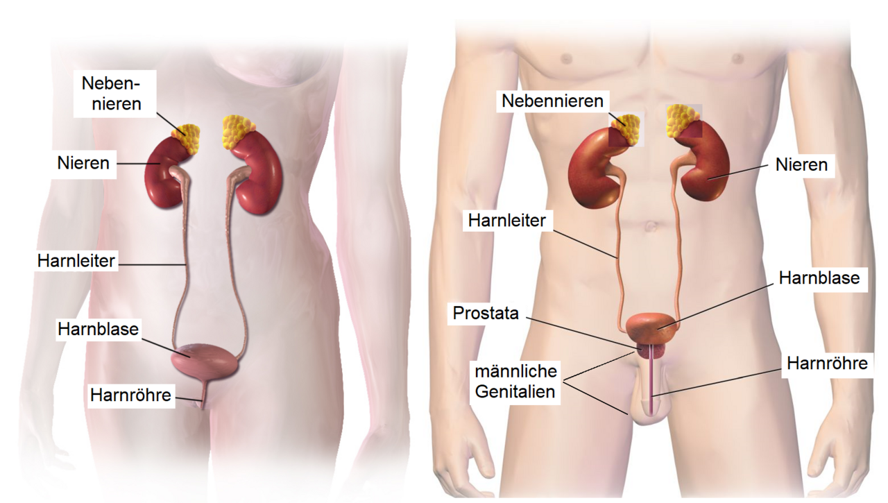 Urinary system